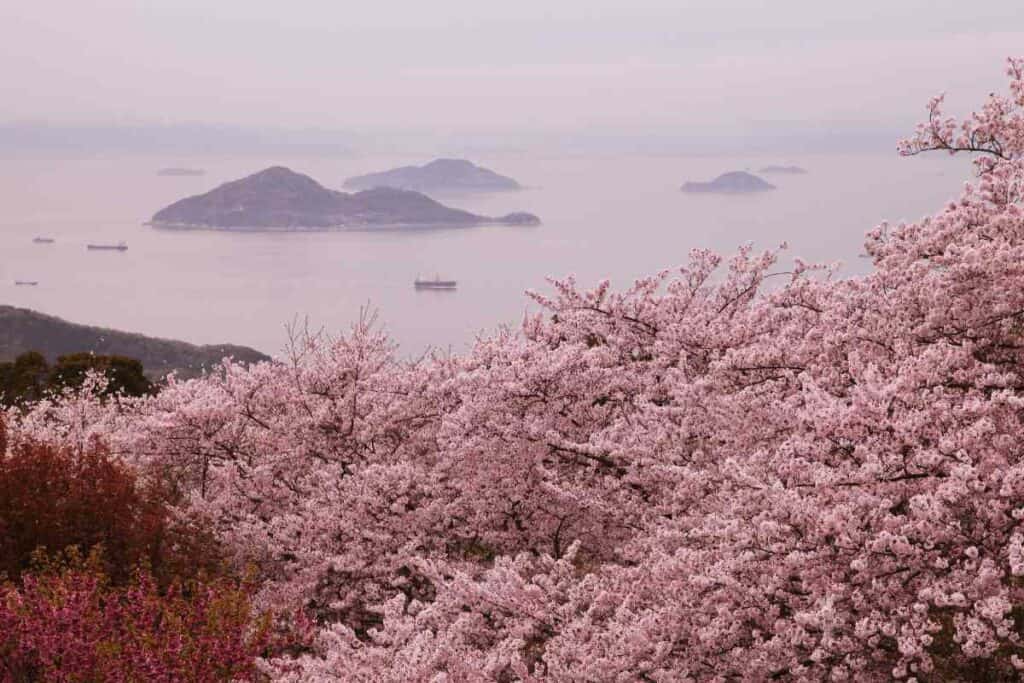 Cherry blossoms