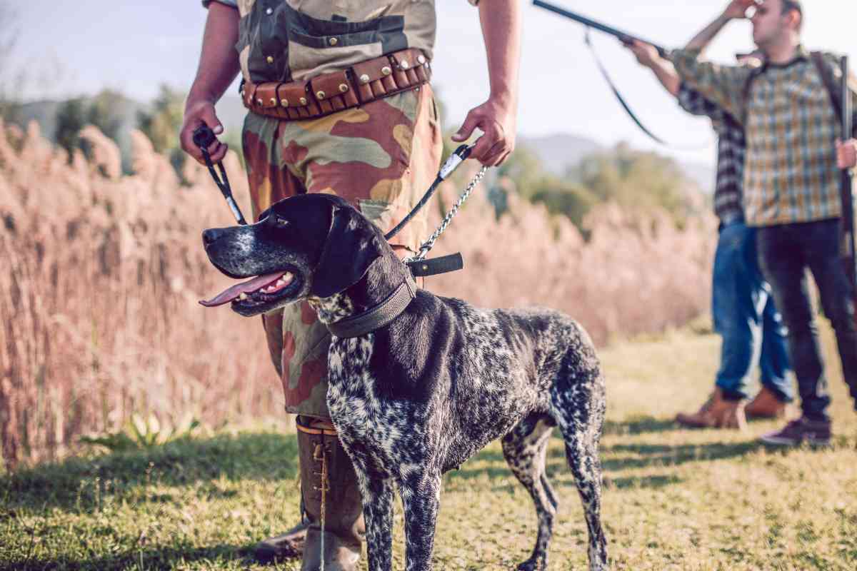 Can You Hunt In Japan? (Rules, License & Best Locations)