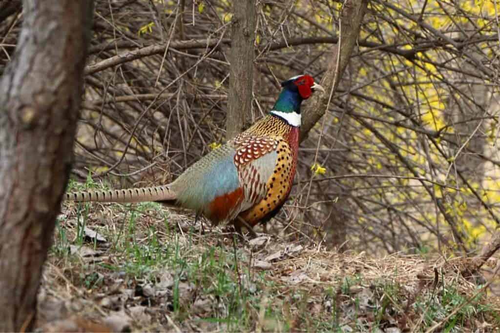 Pheasants hunt Japan allowed