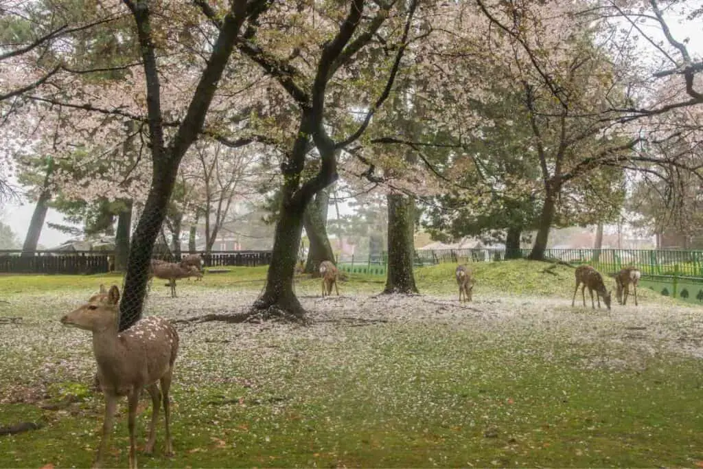 Shika deer hunt in Japan allowed