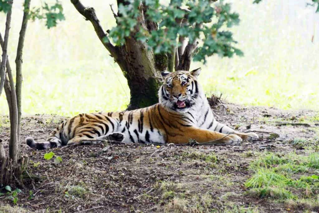 Tigers in Japan zoo