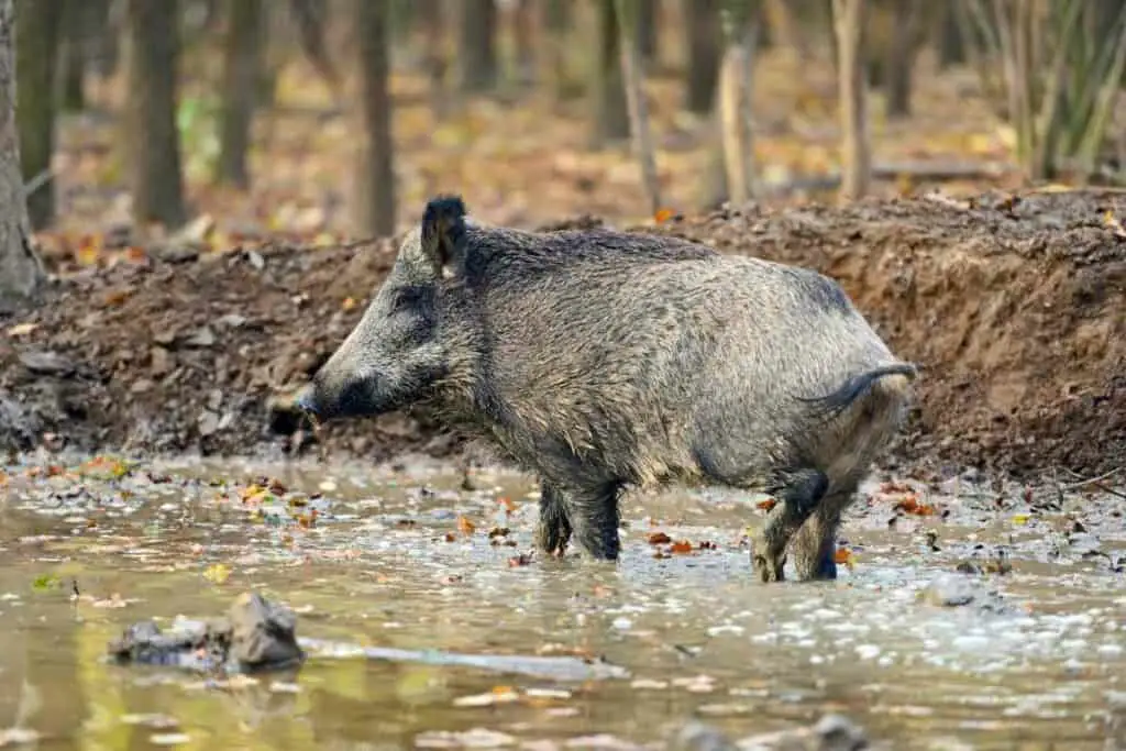 Wild boar hunt Japan allowed