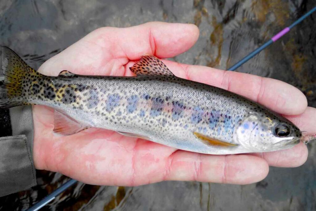 Tenkara fishing