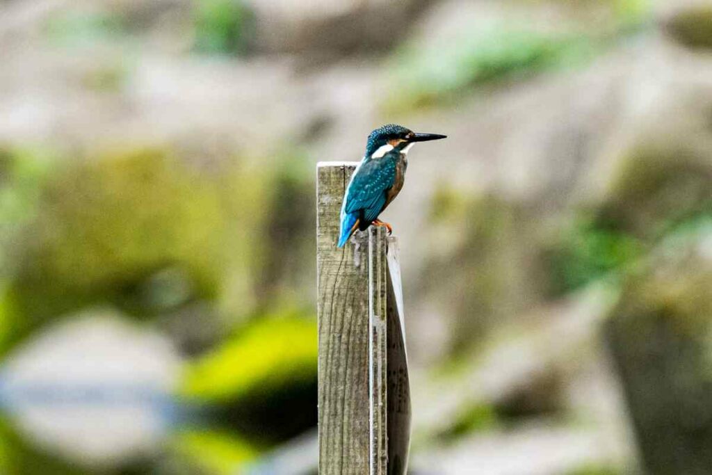 Japanese Kingfishers