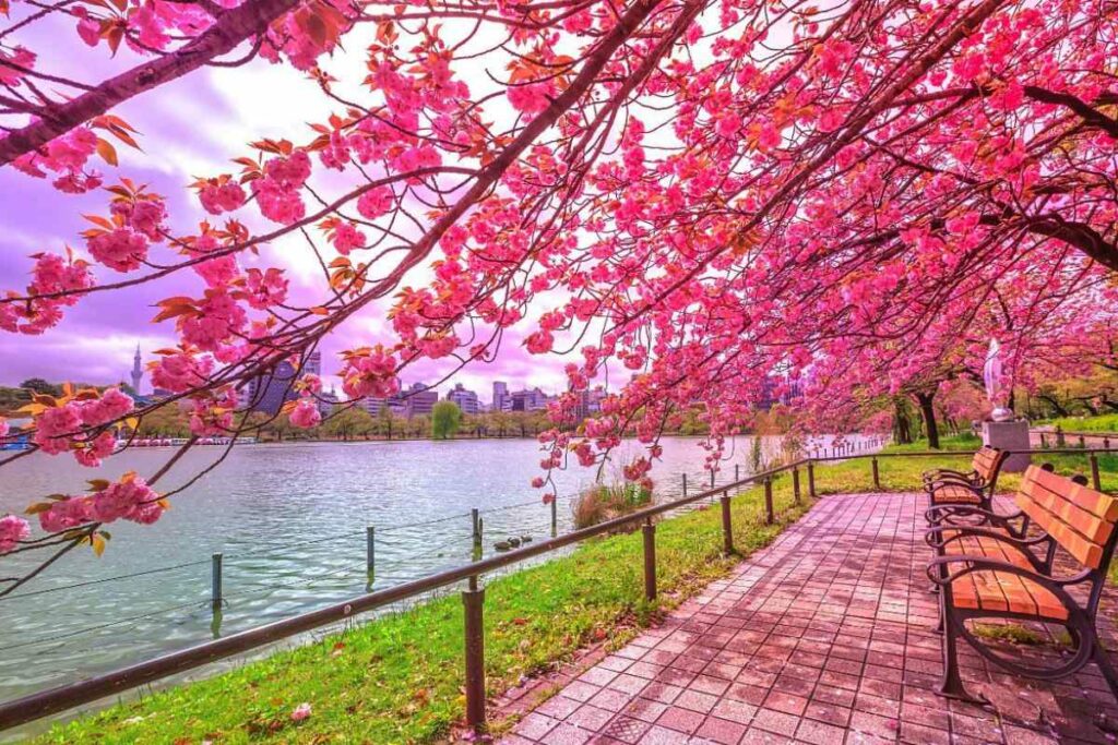 Best Hanami Destinations In Japan