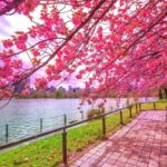 Best Hanami Destinations In Japan (Top 10 Locations)