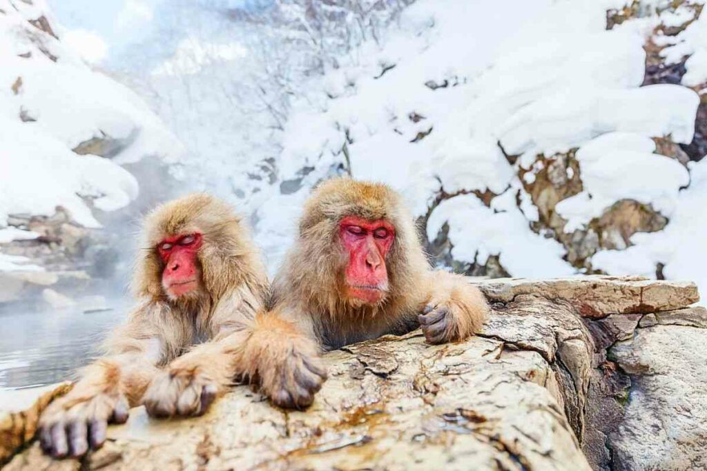 Best Snow Monkey Destinations In Japan