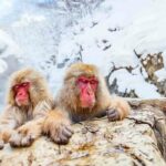 Best Snow Monkey Destinations In Japan (My Top 6 Picks)