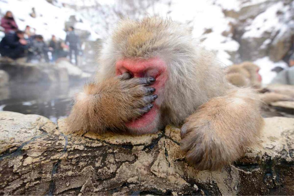 snow monkeys in Japan