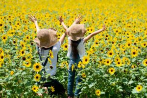Sunflowers in Japan guide