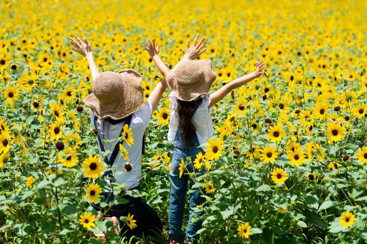 Sunflowers in Japan (Exploring the Symbolism of Sunflowers)
