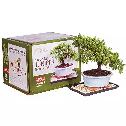 Brussel's Live Green Mound Juniper Outdoor Bonsai Tree Kit - 3 Years Old