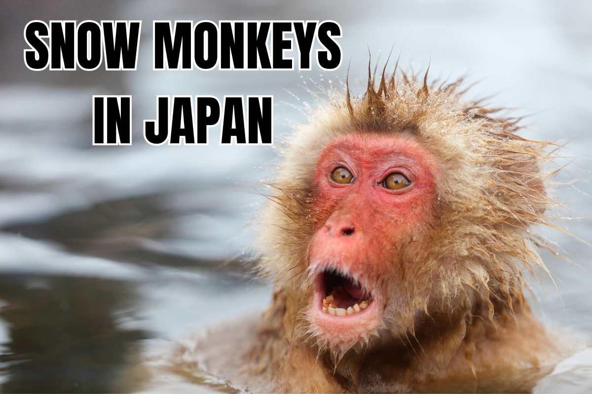 Where can you see snow monkeys in Japan: Best locations and viewing tips